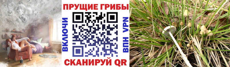 Псилоцибиновые грибы Magic Shrooms  Обнинск 